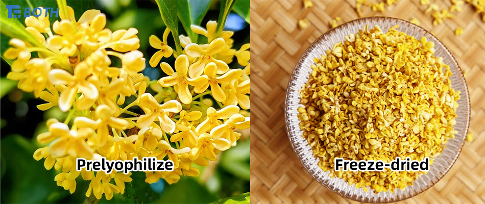 Freeze Dried Osmanthus Flower