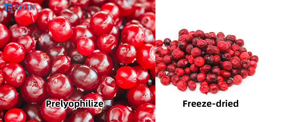 Freeze Dryer in Cranberry Processing