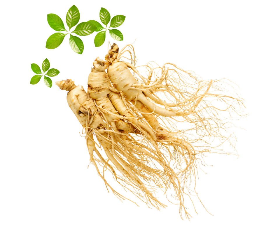 How to Use a Freeze Dryer to Freeze-Dry Ginseng2